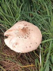 Macrolepiota