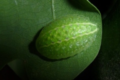 Apoda limacodes
