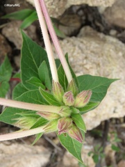 Mirabilis longiflora