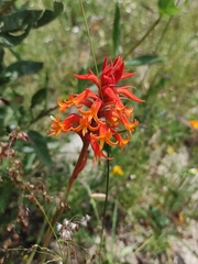 Dichromanthus cinnabarinus