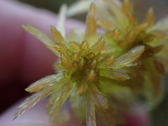 Sphagnum pacificum