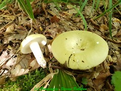 Russula pseudoaeruginea