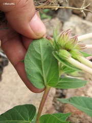Mirabilis longiflora