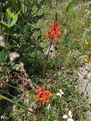 Dichromanthus cinnabarinus