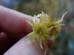 Sphagnum pacificum