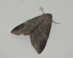Thyas coronata