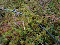 Sphagnum pacificum