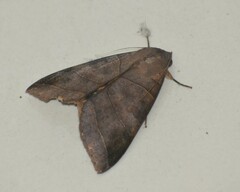 Thyas coronata