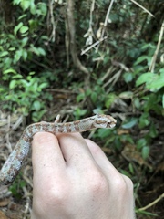Aplopeltura boa