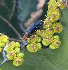 Crabroninae