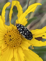 Acmaeodera rubronotata