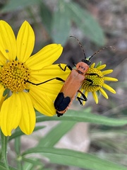Chauliognathus profundus