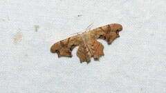 Calledapteryx dryopterata