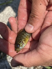 Lepomis gulosus
