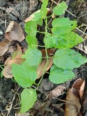 Scutellaria lateriflora
