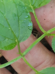 Scutellaria lateriflora