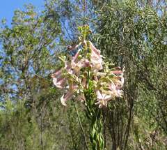 Freylinia densiflora