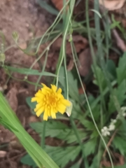 Crepis tectorum