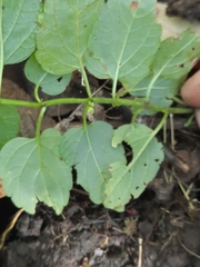 Scutellaria lateriflora