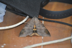 Thyas coronata