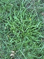 Scorzoneroides autumnalis