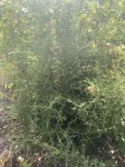 Juniperus virginiana
