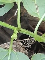 Scutellaria lateriflora