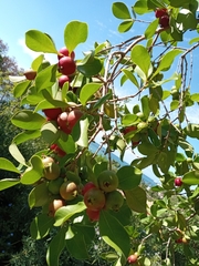 Punica