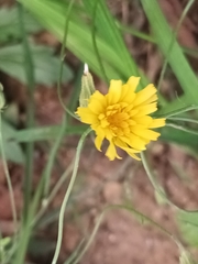 Crepis tectorum