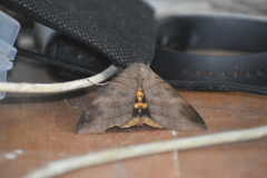 Thyas coronata