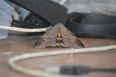 Thyas coronata