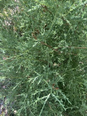 Juniperus virginiana