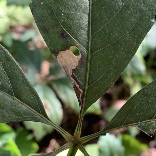 Antispila ampelopsifoliella photo 4