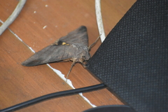 Thyas coronata