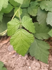 Rubus caesius