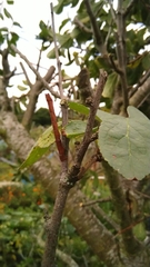 Biston betularia
