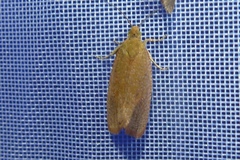 Celypha rufana