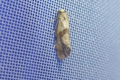Cochylidia implicitana