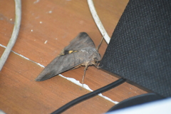 Thyas coronata