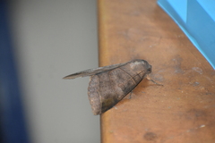 Thyas coronata