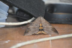 Thyas coronata