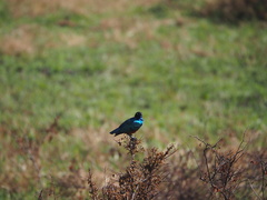 Lamprotornis superbus