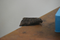 Thyas coronata