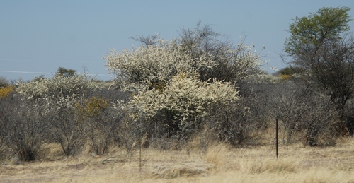 Black thorn (Senegalia mellifera)