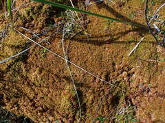 Sphagnum austinii