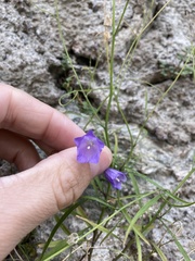 Campanula