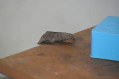 Thyas coronata