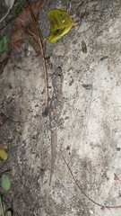 Hemidactylus mabouia