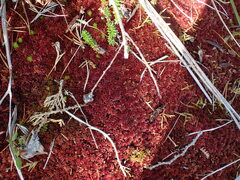 Sphagnum capillifolium
