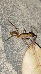 Camponotus maculatus